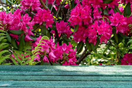 Wooden deck table over rhododendron flowers in the gardenの写真素材
