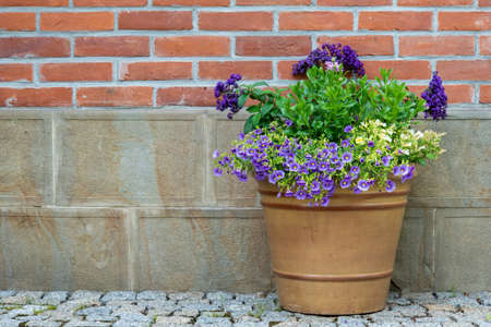 Flowerpot with flowers under brick wallの写真素材