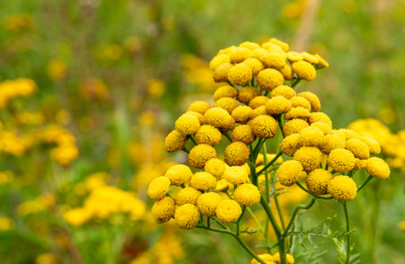 Common tensy flower, wild medicinal plant on the meadow