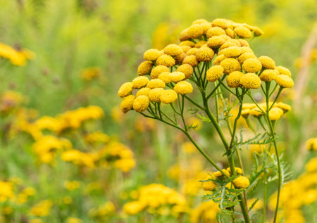 Green meadow with yellow common tansy wild flowers