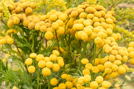 Wild yellow meadow flower in summertime