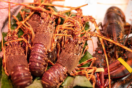 Fresh Shrimps Seafood on Ice in Fish Market Close-upの写真素材