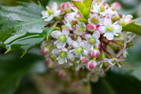 Macro flower of holly bush spring time in gardenの写真素材
