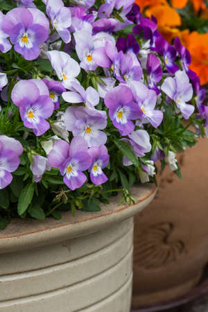 Pansy in flower pot close-upの写真素材