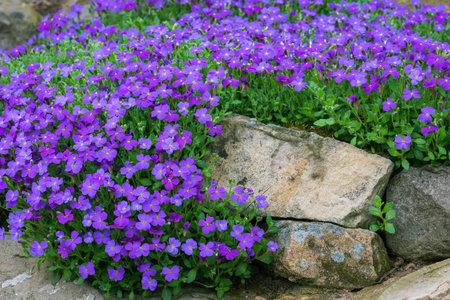 Aubrieta hybrida in spring stone gardenの写真素材