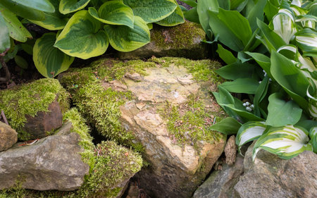 Hosta leaf in stone gardenの写真素材