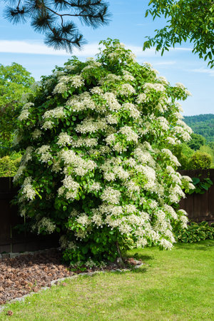 Blooming climbing hydrangeas on tree in garden