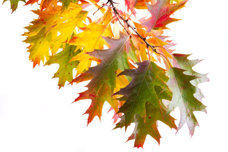 Oak branch with colored autumn leaf isolated on white background
