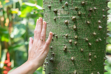 A female hand touching the thorns treesの写真素材