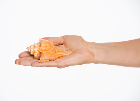 Closeup on hand holding sea shellの写真素材