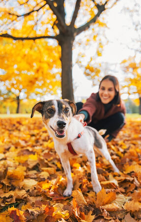 Closeup on dog on leash pulling young woman outdoors in autumnの写真素材