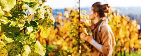 Closeup on grape branch and young woman in autumn vineyard in background