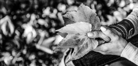 Closeup on woman holding autumn leafの写真素材