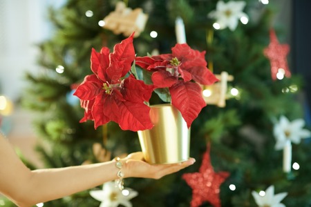 Closeup on red poinsettia in a hand of woman near Christmas treeの写真素材