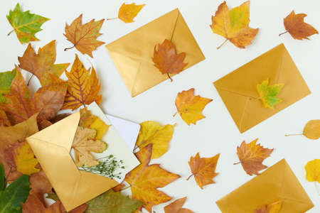 Hello october. autumn background with leaves, chestnuts, box and notebook on white background.の写真素材
