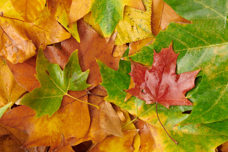 Hello september. flat lay with notebook, leaves, chestnuts, credit card and laptop on white...