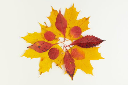 Hello autumn. autumn background with donation inscription and leaves on white background.
