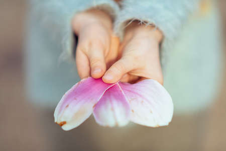 Closeup on narcissus in flower bed in spring.の写真素材