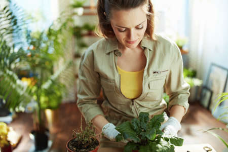 Relaxing home gardening. relaxed modern middle aged housewife in white rubber gloves with potted plant in the modern living room in sunny day.の写真素材