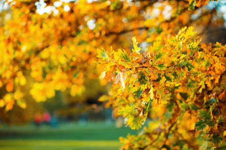 Hello november. autumn tree branches with yellow leaves.の写真素材