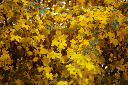 Hello october. yellow leaves against sky