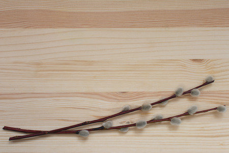Branches of pussy willow on the natural wooden background.の写真素材