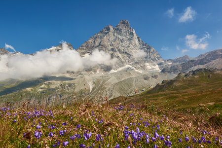 Mountain Matterhorn in summer with beautiful alpine flowers on the foreground. Breuil-Cervinia, Italyの写真素材