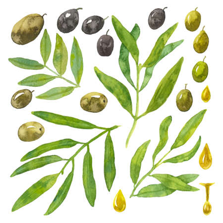 Set of green and black vector watercolor olives with leaves for your design. Ripe harves fruit with drops of oil and twigs or branches of tree. Collection of isolated objects for your designの写真素材
