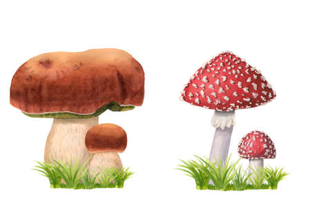 Set of hand-drawn watercolor mushrooms on grass. Edible and poisonous fly agarics, ceps with green herbs. Wild forest fungus isolated on white. Suitable for logo, menu, textile, decoration, educationの写真素材