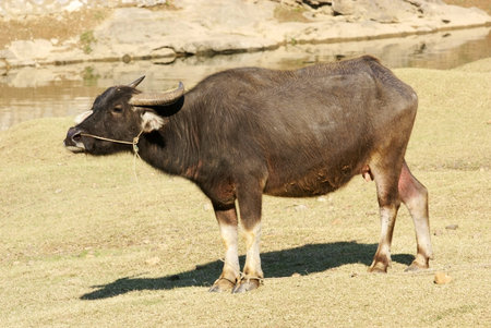 Water buffalo