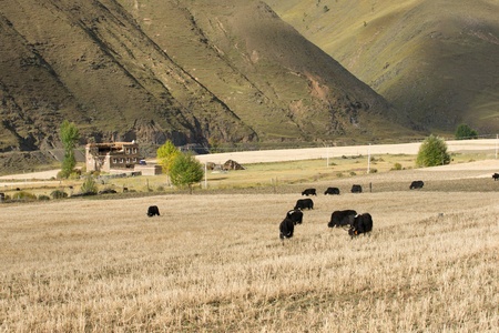 Tibeten rural sceneryの写真素材