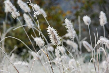 foxtail grass in winterの写真素材