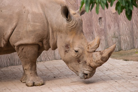Rhinoceros head close upの写真素材