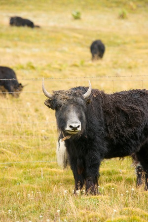 Grassland with black yarkの写真素材