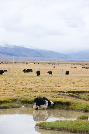 Plateau meadowの写真素材