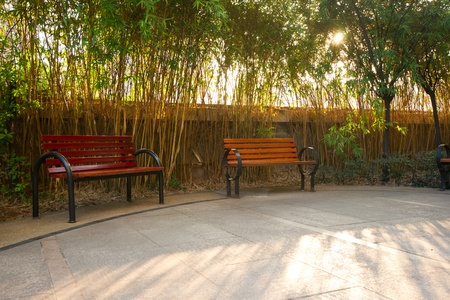 Chair and tree with sunshineの写真素材