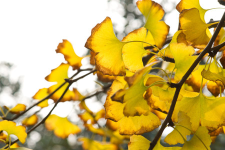 Yellow ginkgo leaf in autumn