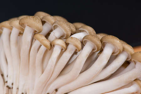 Mushroomの写真素材