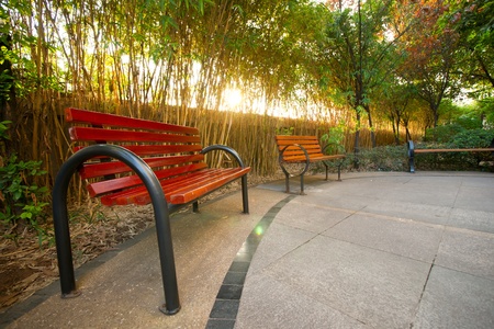 Chair and tree with sunshineの写真素材