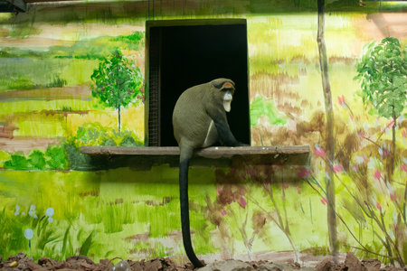 Cercopithecus neglectus
