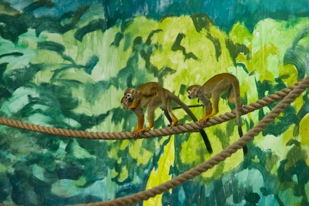 Squirrel monkey familyの写真素材