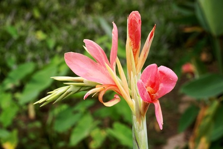 Canna indicaの写真素材