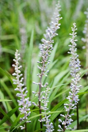 Liriopespictaの写真素材