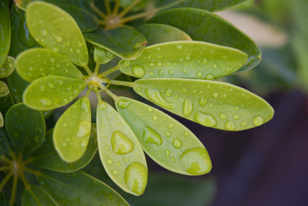 leaf with water drops