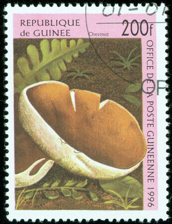 GUINEA - CIRCA 1996  A stamp printed in Guinea shows a Chestnut mushroom, Agrocybe aegerita  Also known as the Velvet Pioppino, circa 1996 のeditorial素材