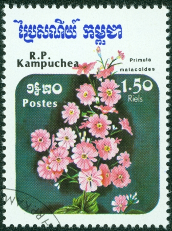 CAMBODIA - CIRCA 1985  A stamp printed in Cambodia shows Primula malacoides, circa 1985のeditorial素材