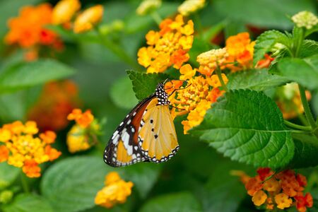Monarch butterfly on  Lantana flower の写真素材