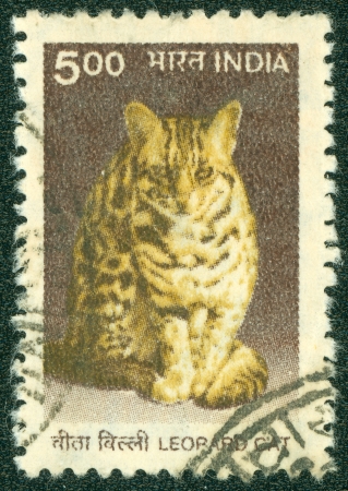INDIA - CIRCA 1970  A stamp printed in India shows a Leopard cat  Prionailurus bengalensis , circa 1970のeditorial素材