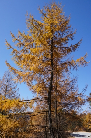 yellow tree with blue skyの写真素材
