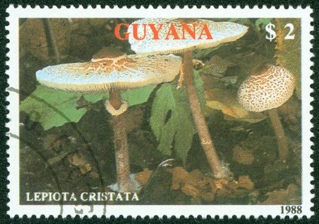 GUYANA - CIRCA 1988  A stamp printed in Guyana shows mushroom, circa 1988のeditorial素材